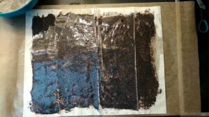 Kore za pitu su premazane i ravnomerno posute makom